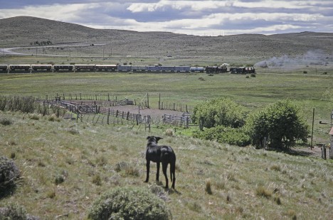 A ranch dog watches Viejo Expreso Patagónico (Old Patagonian Express) steam locomotives lead mixed freight and passenger train in Esquel, Chubut, Argentina, on October 30, 1995. Photograph by Fred M. Springer.  © 2014, Center for Railroad Photography and Art, Springer-CHI-ARG1-10-07