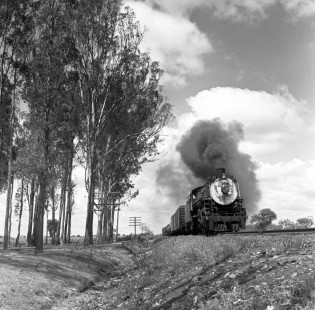 National Railways of Mexico 4-8-0 steam locomotive no. 3002 in the vicinity of Celaya, Guanajuato, Mexico with freight tonnage. Passing track and eucalyptus grove near Celaya visible. Rose shot this image in August or September of 1960. Rose-01-058-10; Photograph by Ted Rose, © 2015, Center for Railroad Photography and Art