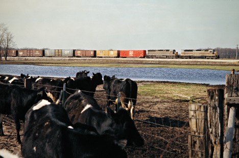 Eastbound Erie Lackawanna Railway freight train passing cows in Aldine, Indiana, on March 28, 1976. Photograph by John F. Bjorklund, © 2016, Center for Railroad Photography and Art. Bjorklund-56-01-09