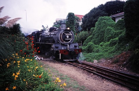 South African Railway steam locomotive and flowers in Wilderness, Western Cape, South Africa, on March 23, 1995. Photograph by Fred M. Springer, © 2014, Center for Railroad Photography and Art. Springer-So.Africa(1)-16-17