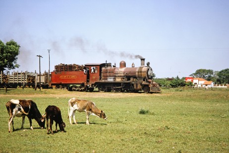 Three cows graze in a field as Ferrocarril Presidente Carlos Antonio López (later Ferrocarriles del Paraguay SA FEPASA) wood-burning 2-6-0 steam locomotive no. 59 moves along on the nearby track in a rural area of Paraguay, on October 21, 1991. Photograph by Fred M. Springer, © 2014, Center for Railroad Photography and Art. Springer-ARG-PA-CHI-BO2-04-19