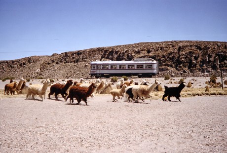 A stampede of llamas run beside Empresa Nacional de Ferrocarriles Bolivia railcar no. M323 at KM165-185 marker point near Mauri River, Pedro Domingo Murillo, Bolivia, on October 2, 1992. Photograph by Fred M. Springer, © 2014, Center for Railroad Photography and Art. Springer-ARG-PA-CHI-BO2-15-28