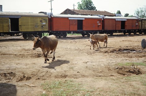 Three cows walk by Ferrocarril Presidente Carlos Antonio López (later Ferrocarriles del Paraguay SA FEPASA) freight cars in Encarnación, Itapúa, Paraguay, on October 23, 1990. Photograph by Fred M. Springer, © 2014, Center for Railroad Photography and Art. Springer-SOAM1-23-17