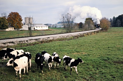 Cows begin to scatter as a southbound Ohio Central Railroad train led by former Grand Trunk Western steam locomotive no. 6325 approaches a farm at Sugarcreek, Ohio, on October 18, 2003. Photograph by John F. Bjorklund, © 2016, Center for Railroad Photography and Art. Bjorklund-78-12-20