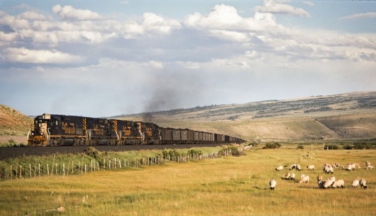Westbound Southern Pacific (former Denver & Rio Grand Western) coal train passing sheep at Colton, Utah, on July 7, 1993. The Rio Grande acquired the much larger Southern Pacific in 1988, but retained the name of the bigger railroad. Photograph by John F. Bjorklund, © 2015, Center for Railroad Photography and Art. Bjorklund-49-14-08