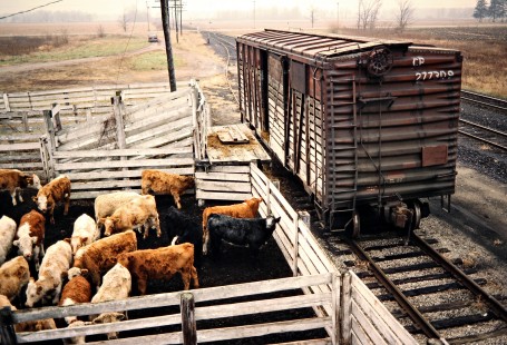 Canadian Pacific Railway stock car and cattle pen at Appin, Ontario, on November 29, 1986. Photograph by John F. Bjorklund, © 2015, Center for Railroad Photography and Art. Bjorklund-38-27-21